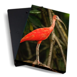 Canvasbox  <BR> Rode Ibis