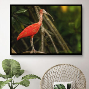 surinaamse digitale kunst<BR>Rode Ibis (130x85cm)