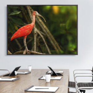 surinaamse digitale kunst<BR>Rode Ibis (180x120cm)